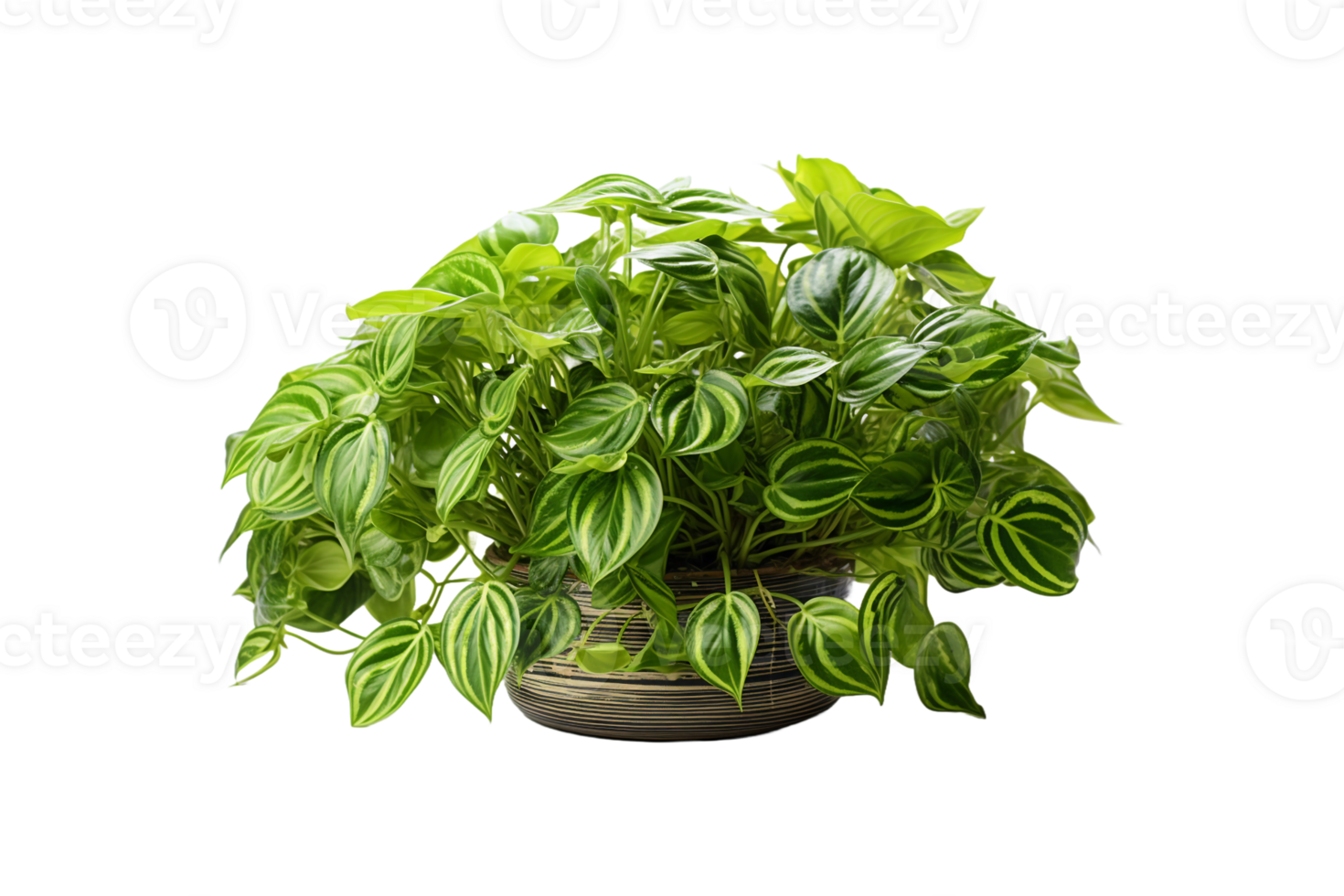Anubias Nana on transparent background. png
