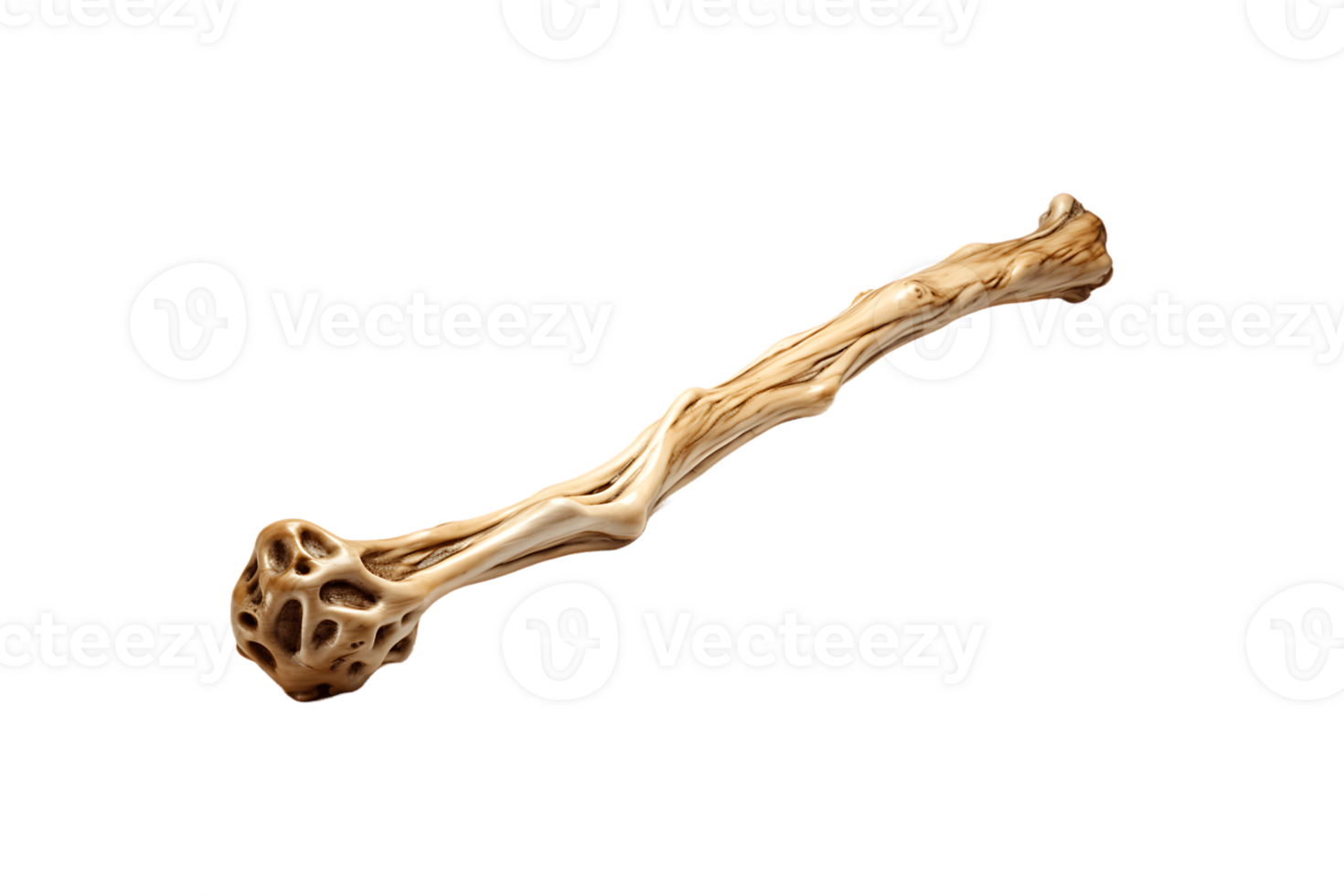 Bone Walking Stick on transparent background. png