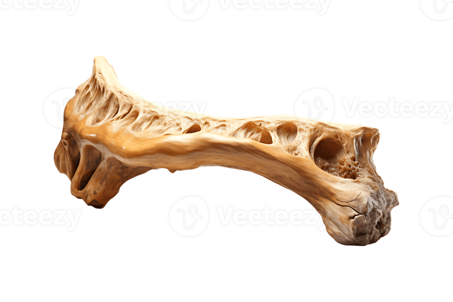 Camel Bone on transparent background. png