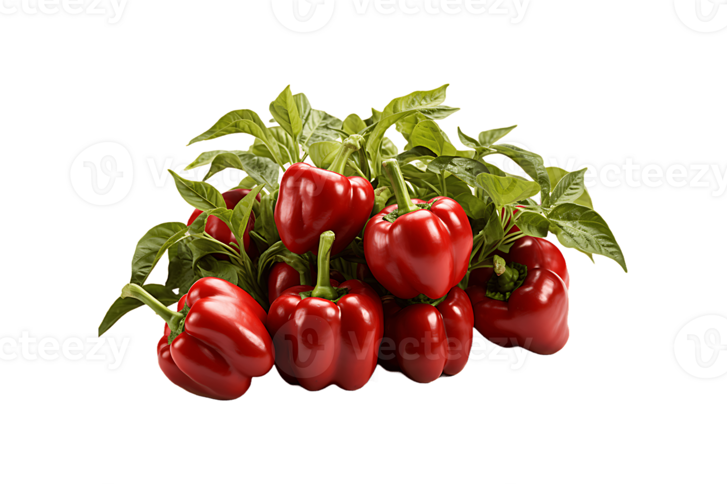 Capsicum Plant on transparent background. png