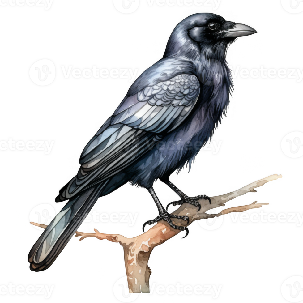 Watercolor illustration of a crow perched on a branch png