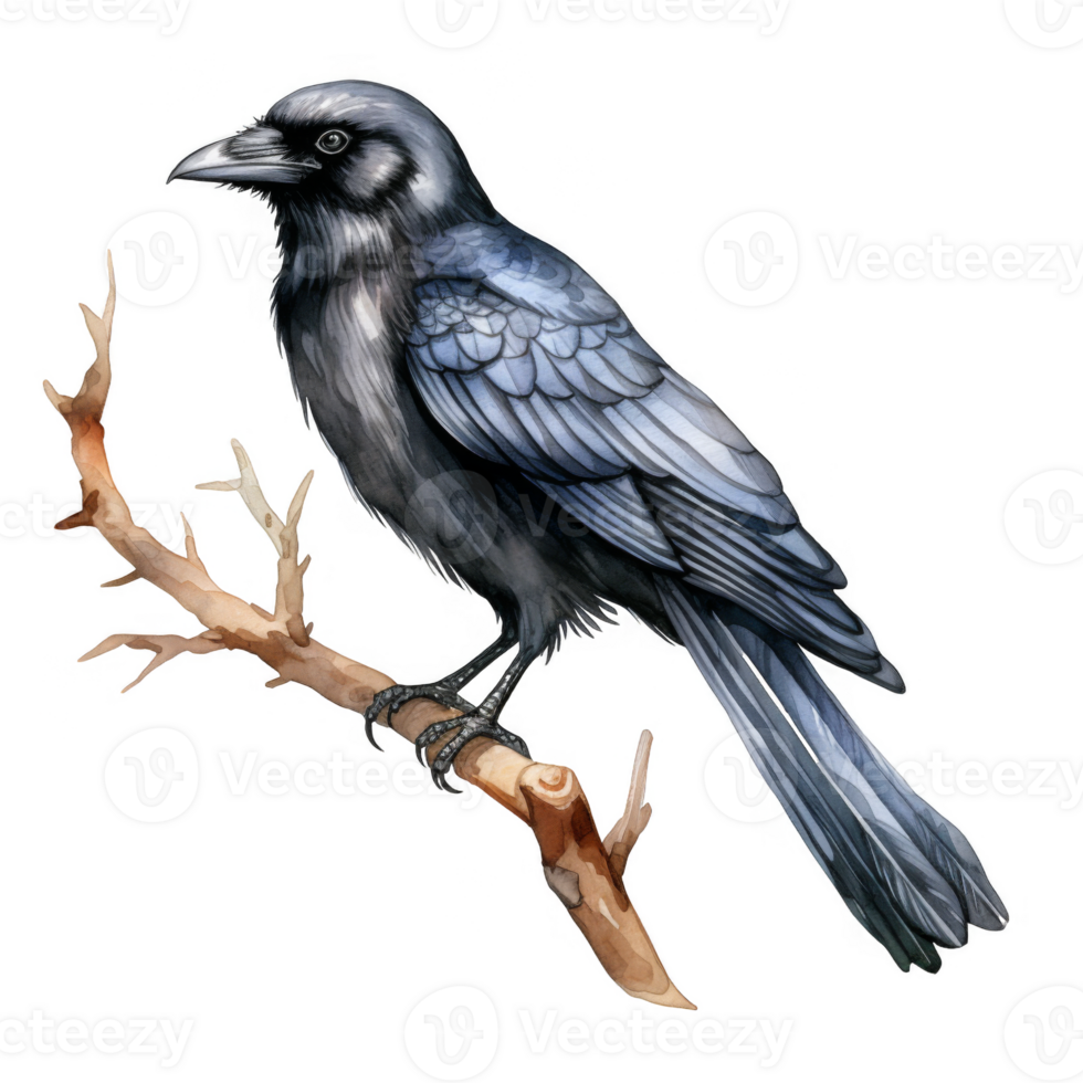 Black Raven Perched on a Branch with Watercolor Detail png