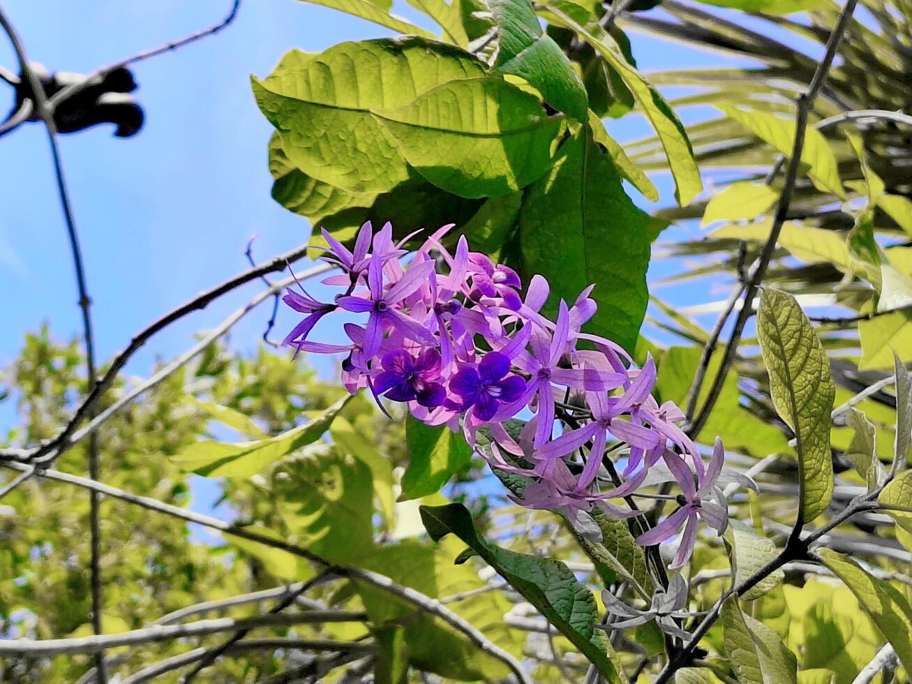 Close-up of Petrea volubilis L. in the morning. photo