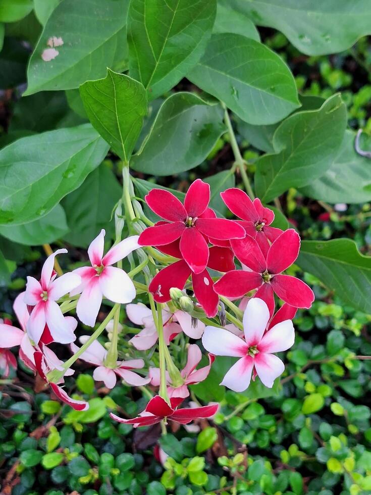 Close-up of colorful flowers in the garden. photo