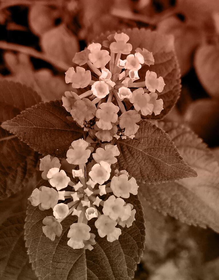 Close-up of a group of sepia colored flowers. photo