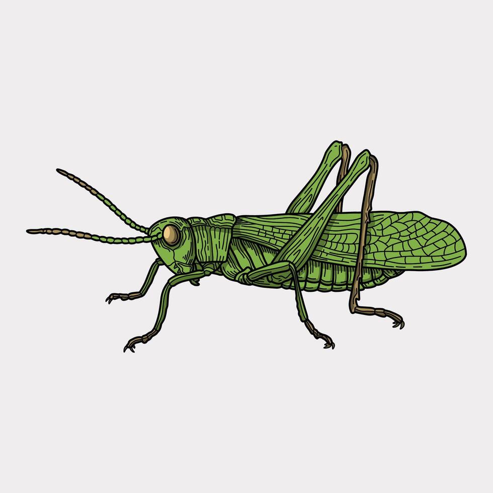 Green grasshopper colored hand drawn illustration artwork vector