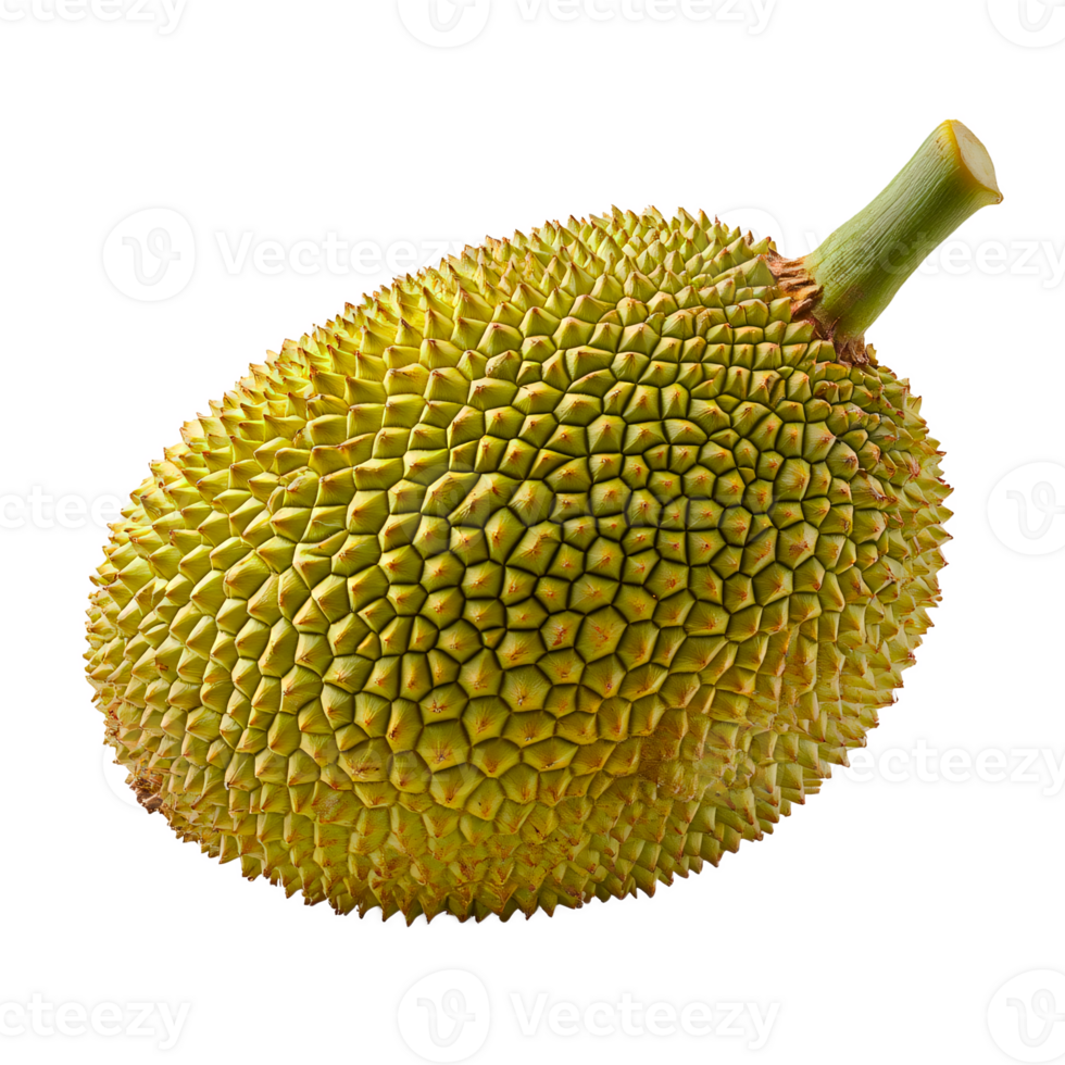 a jackfruit isolated on the transparent background png