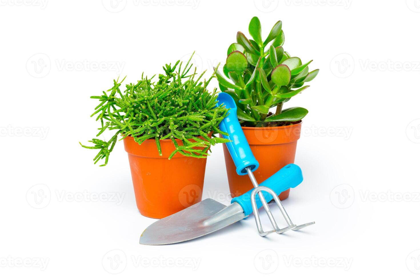Potted house plant isolated in white background photo