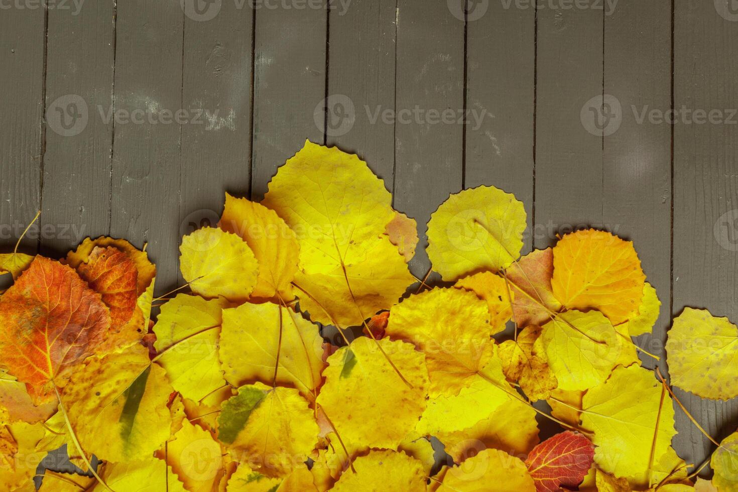 Colorful autumn leaves over wood background with copy space photo