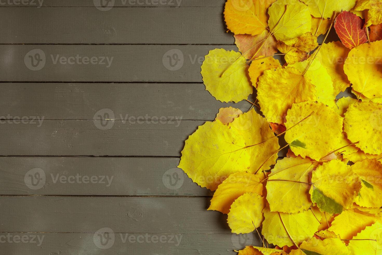 Colorful autumn leaves over wood background with copy space photo