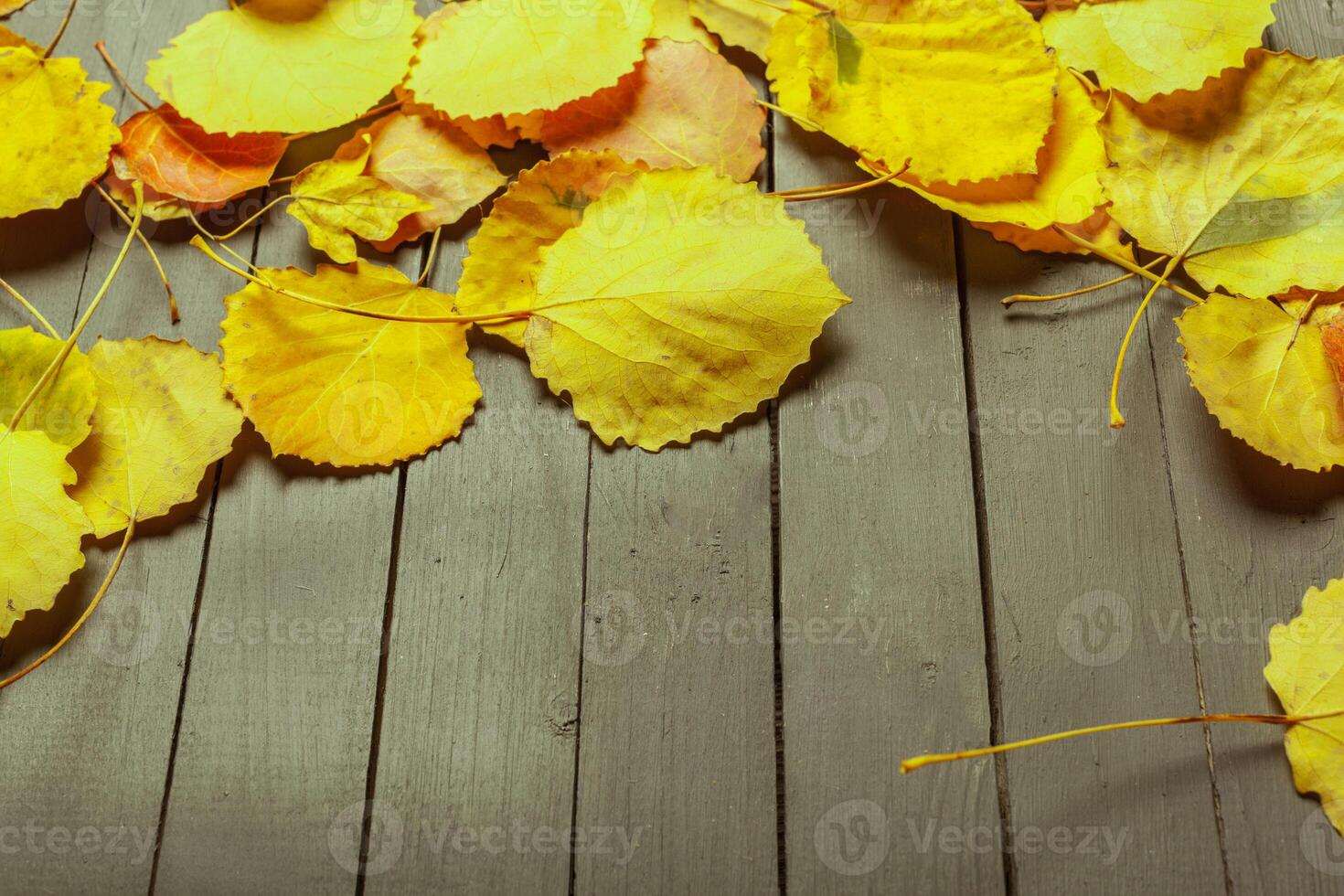 Colorful autumn leaves over wood background with copy space photo