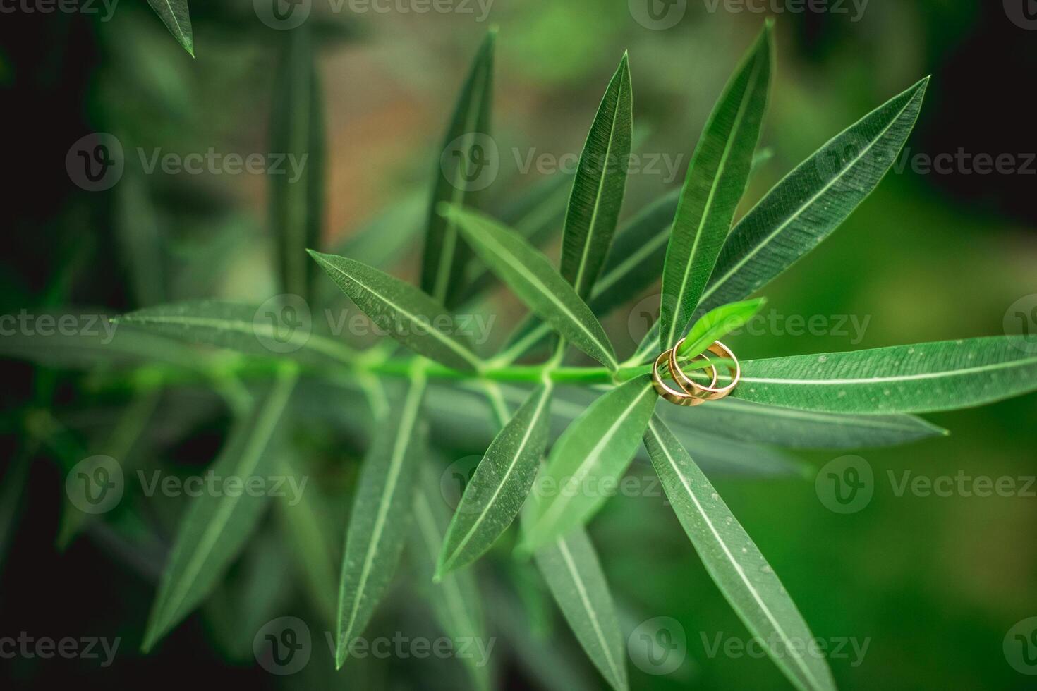green leaves and wedding rings close up photo