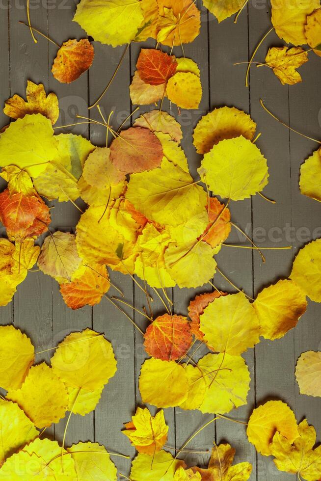 Colorful autumn leaves over wood background with copy space photo
