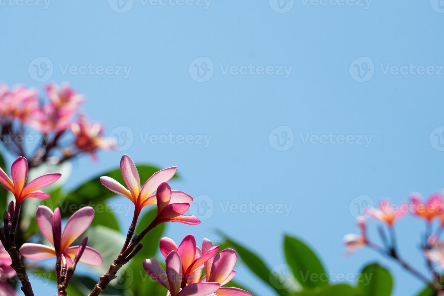 Tropical flower copy space background photo
