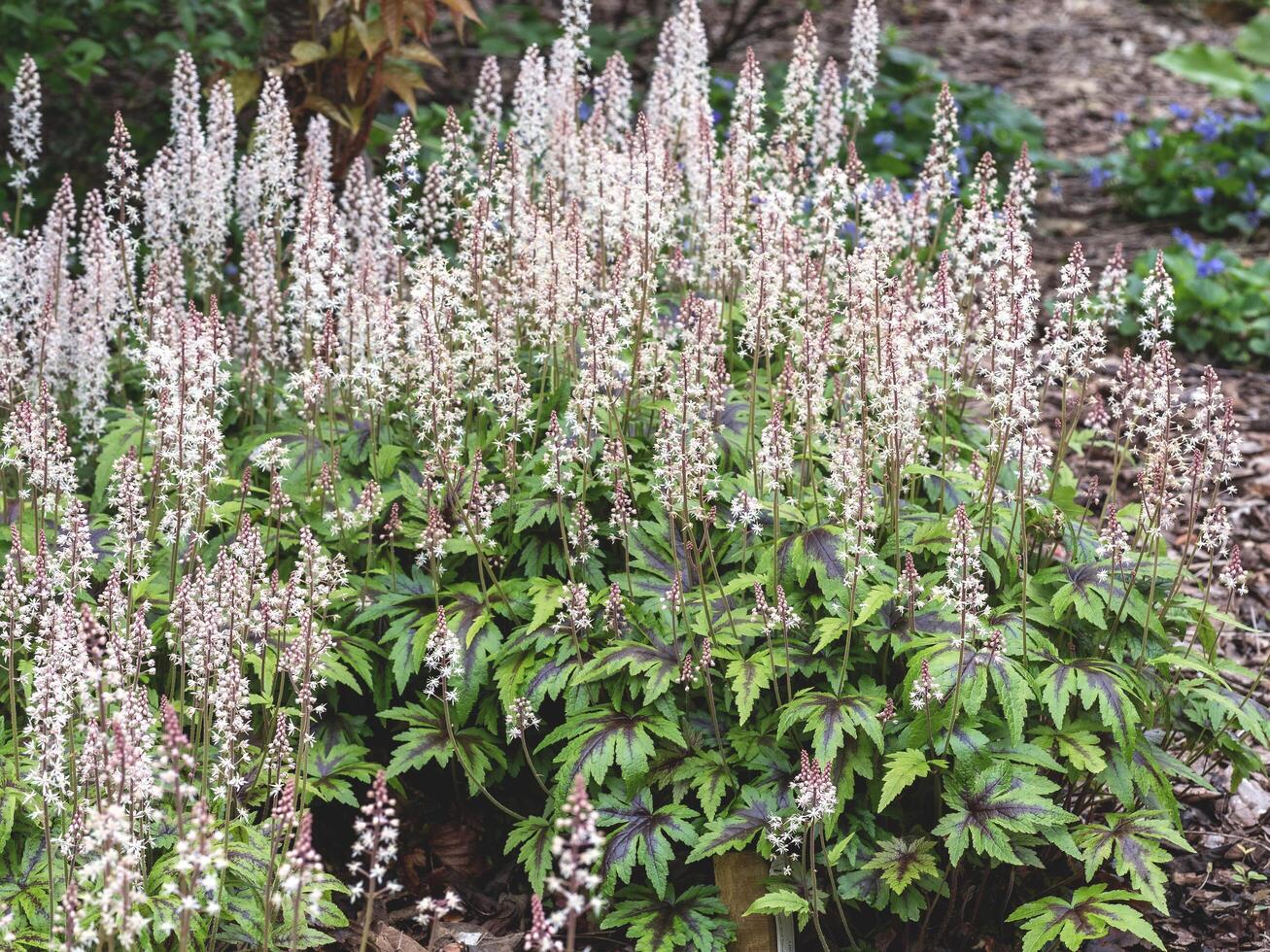 Tiarella Candy Stripe flowering in a garden photo
