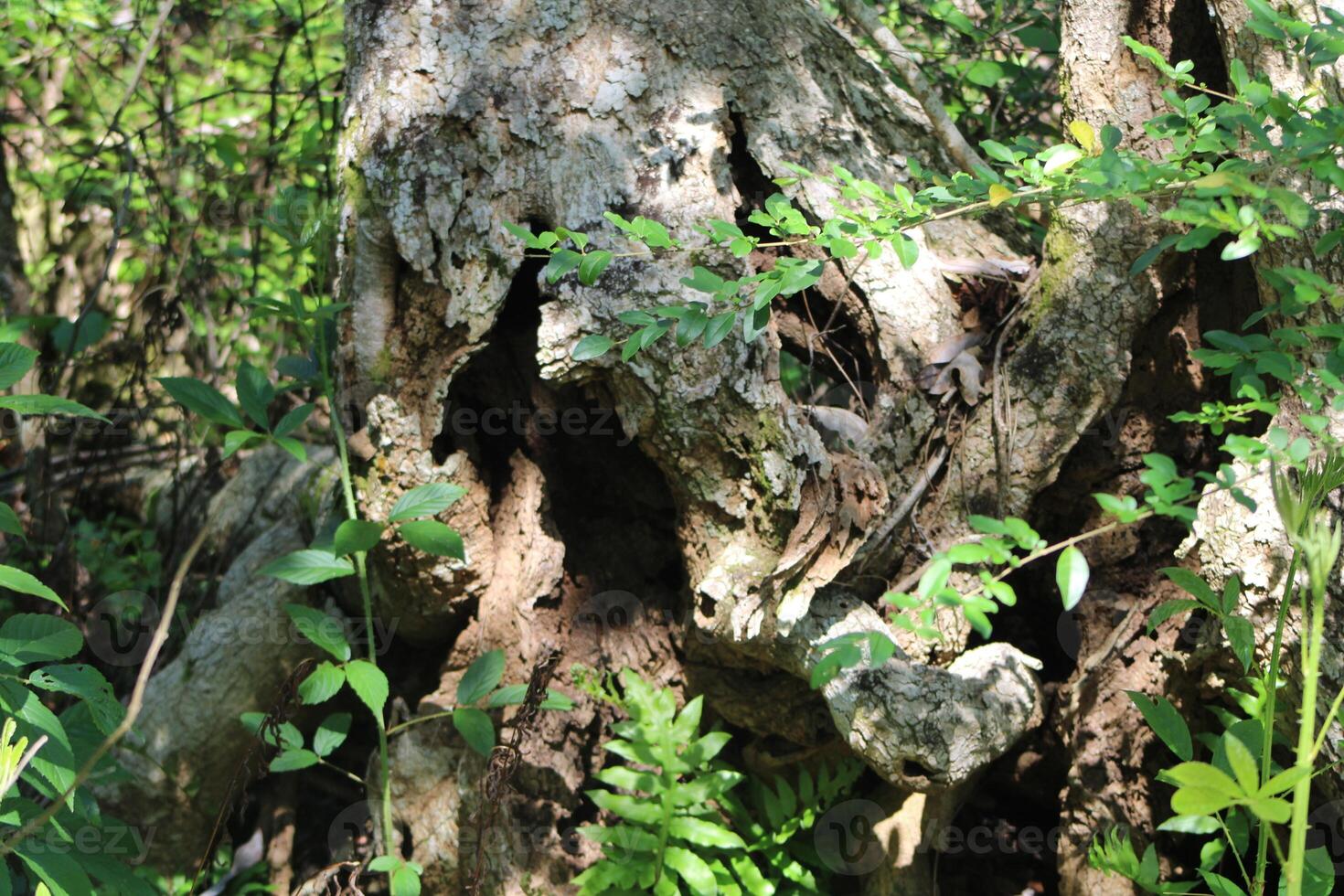 Nature Photography Of A Tree Stump With Ferns Growing On The Bark. photo