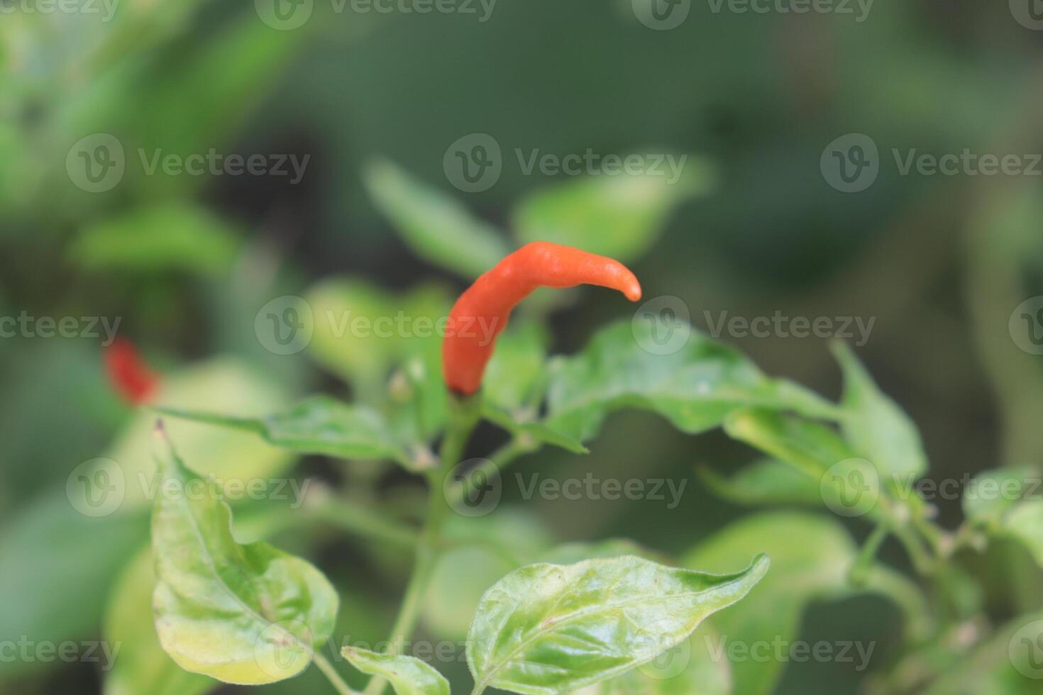 Chili Pepper Plant Growing - A vibrant red chili pepper hangs among its pale green counterparts on a lush plant, showcasing the beauty of nature's bounty. photo