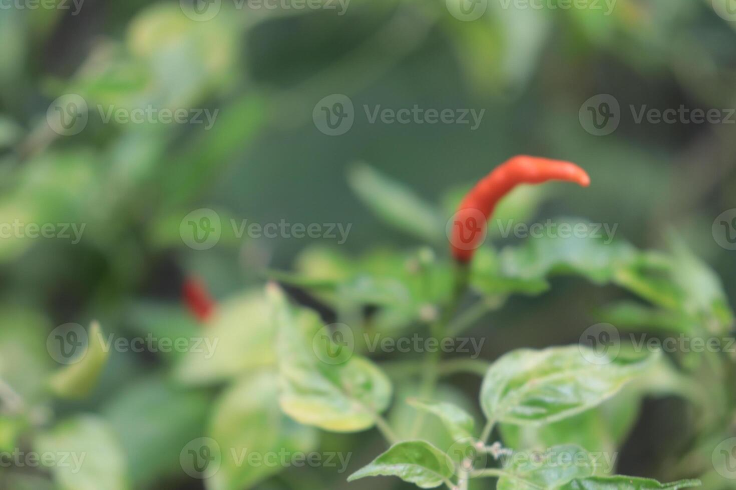 Chili Pepper Plant Growing - A vibrant red chili pepper hangs among its pale green counterparts on a lush plant, showcasing the beauty of nature's bounty. photo