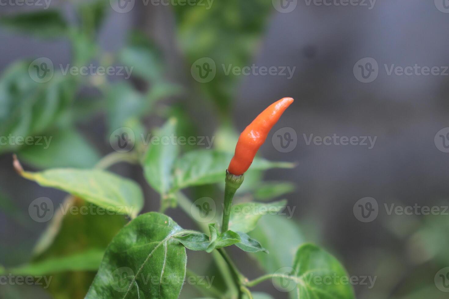 Chili Pepper Plant Growing - A vibrant red chili pepper hangs among its pale green counterparts on a lush plant, showcasing the beauty of nature's bounty. photo