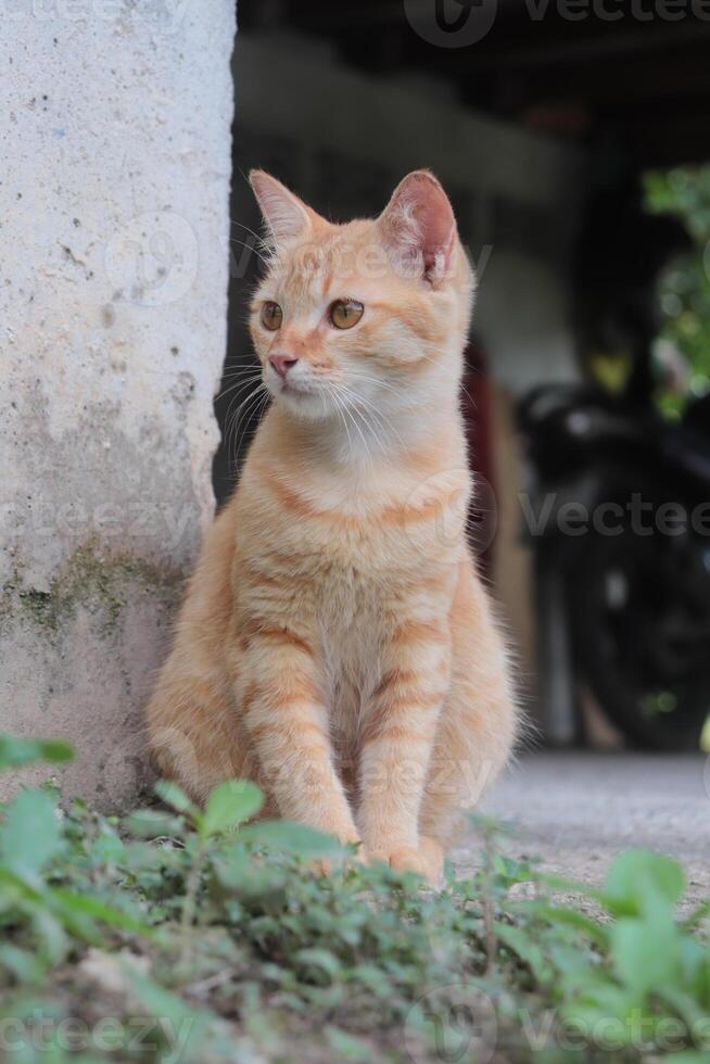 Orange tabby cat - Daily life. photo