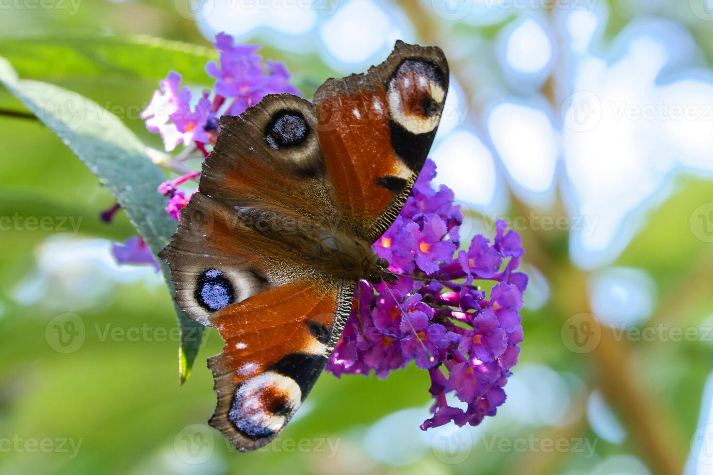 Peacock butterfly, butterfly on a flower. Butterfly bush with pink flowers. Insect photo