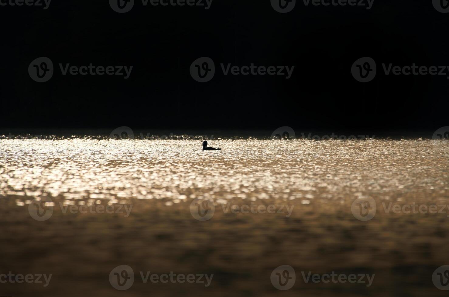 A miniature silhouette of a magnificent grebe bird in the glittering waters of a lake photo