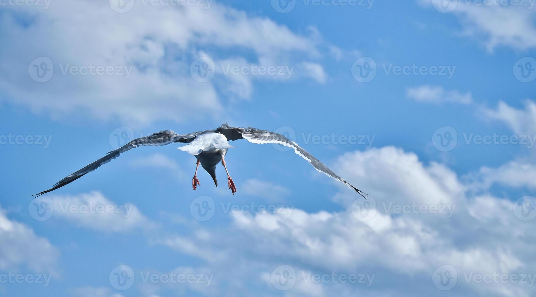 Seagull flying in the sky. White clouds in the background. Bird from the coast. photo