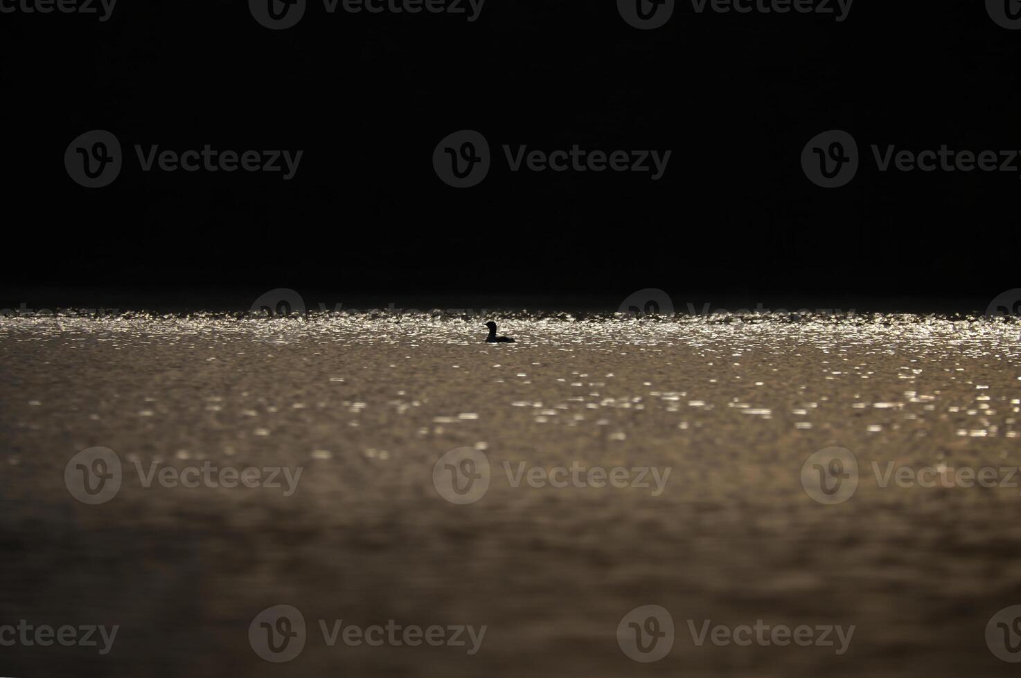 A miniature silhouette of a magnificent grebe bird in the glittering waters of a lake photo