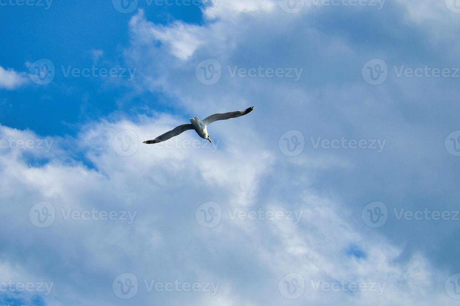 Seagull flying in the sky. White clouds in the background. Bird from the coast. photo