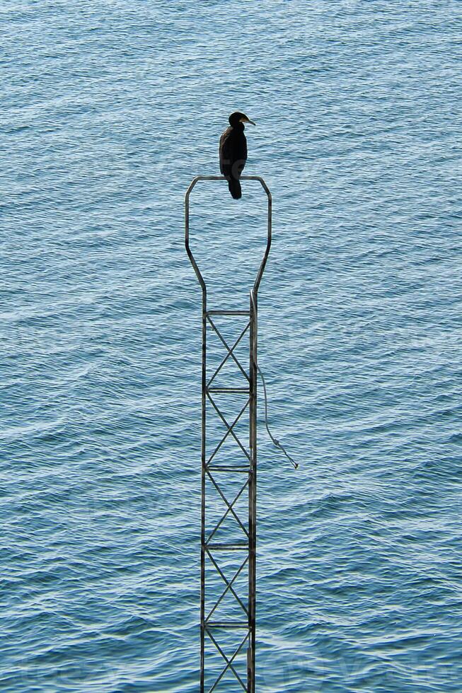 A black cormorant bird on a metal, narrow structure above a calm water surface. photo