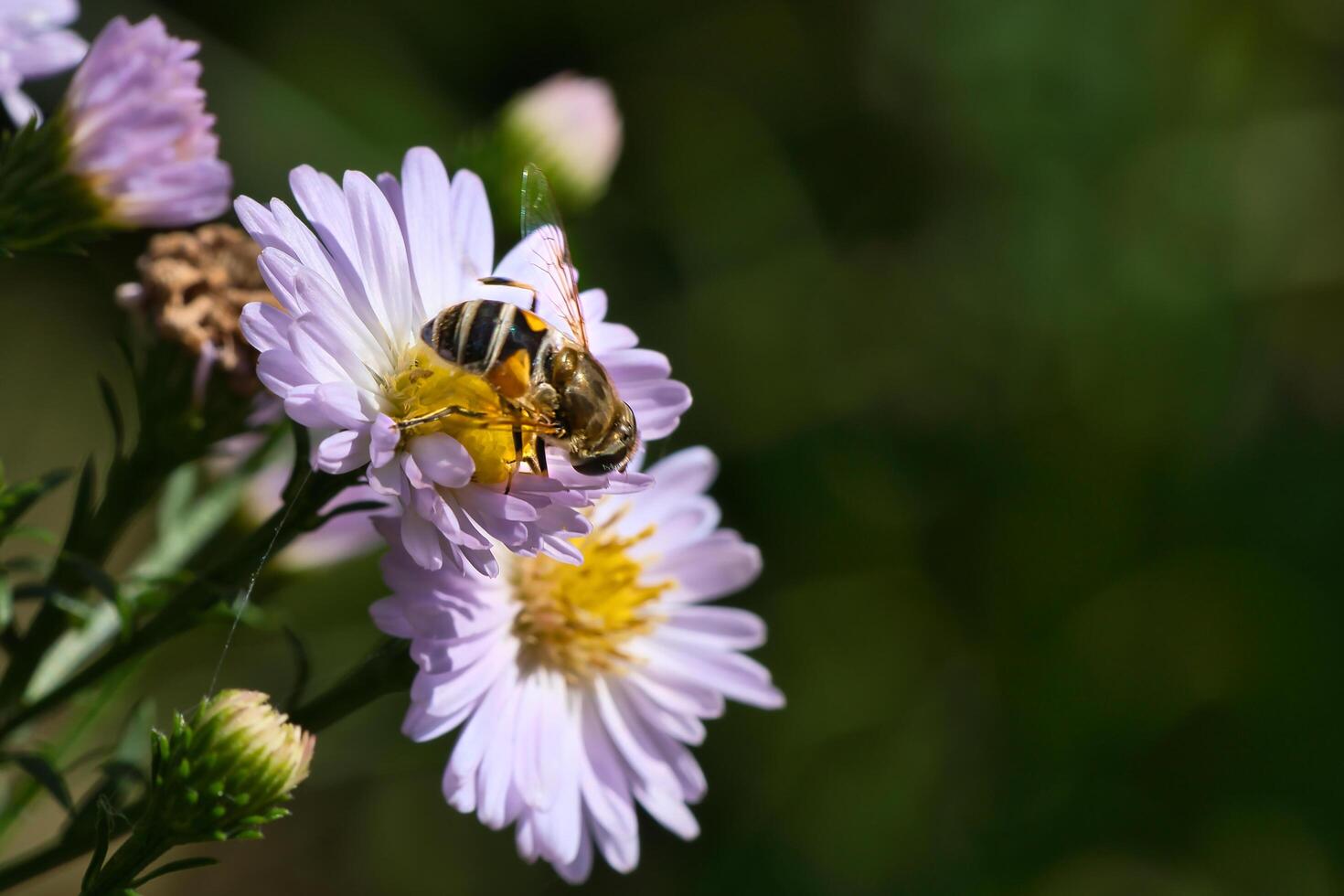 Hoverfly on a delicate pink flower collecting pollen. Macro shot of an insect photo