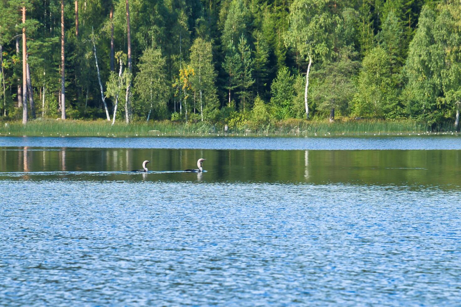 Great Diver bird in a Swedish lake, in front of trees on the shore. Wild nature photo