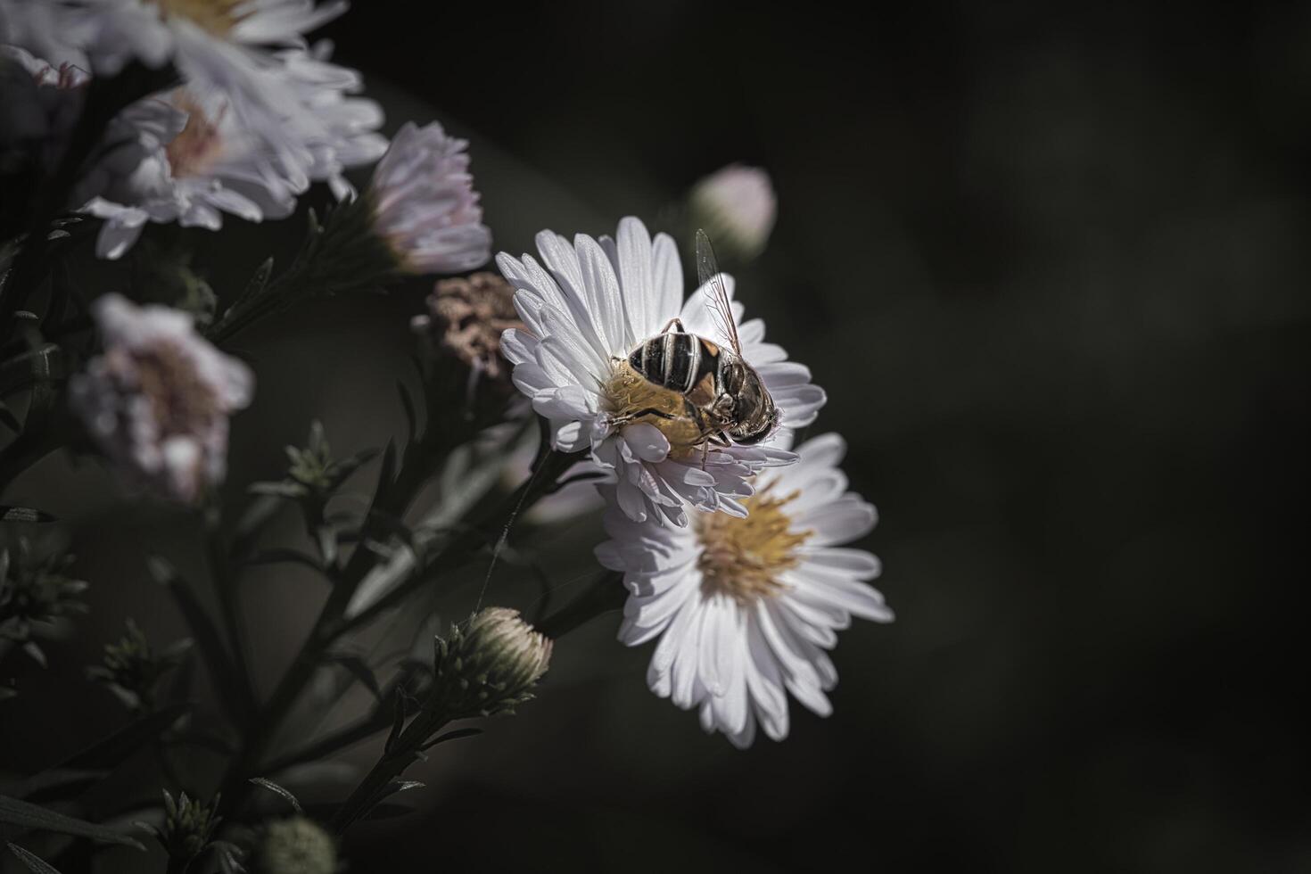 Hoverfly on a delicate pink flower collecting pollen. Macro shot of an insect photo