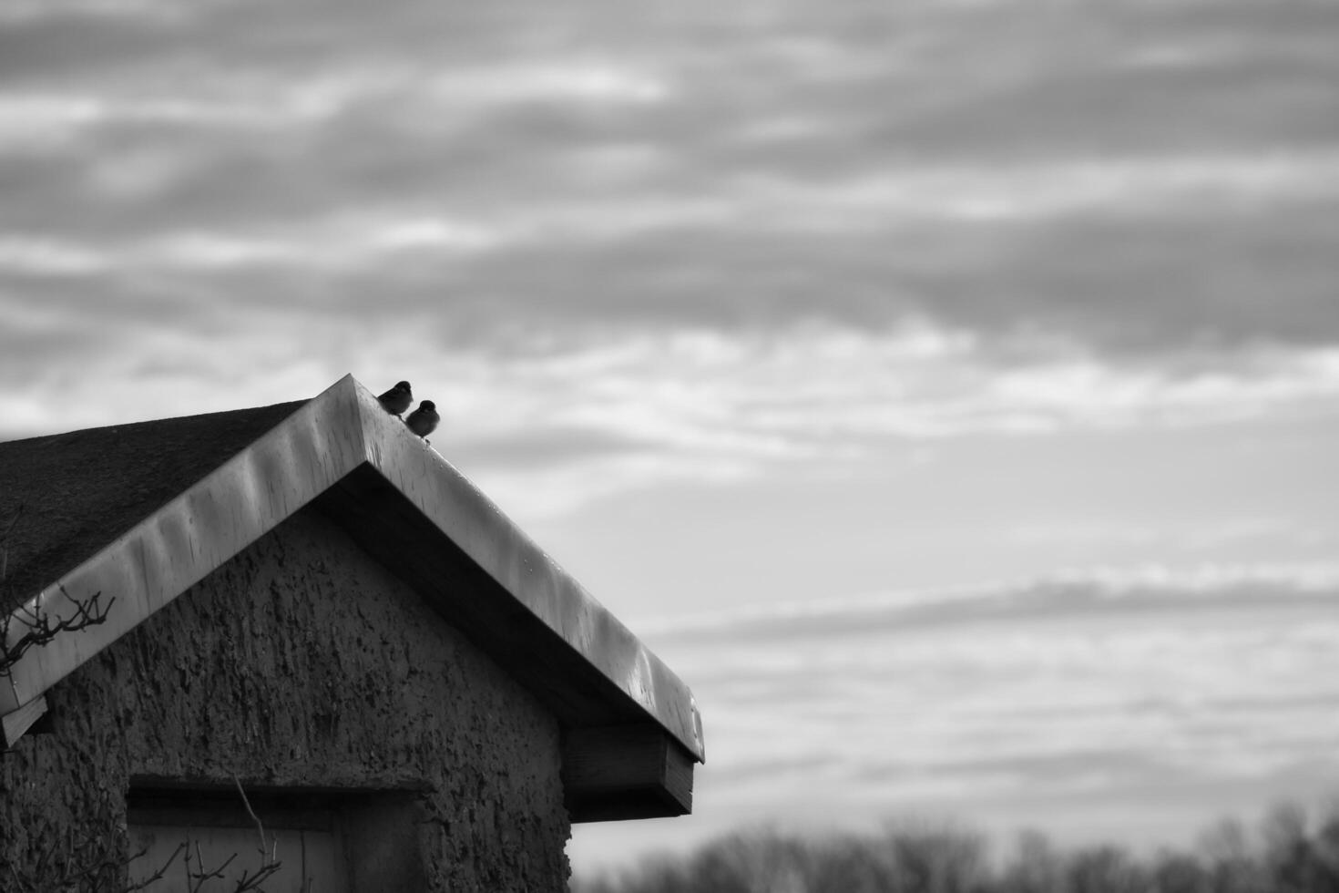 Two sparrows sitting on an eaves. Animal photo of birds from nature.