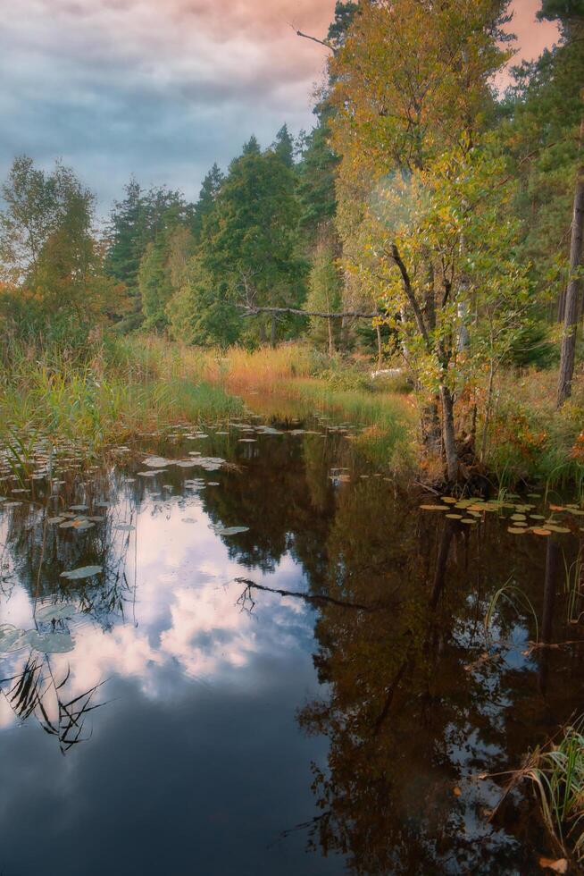 Lake in Sweden in autumn. Water lilies and reeds in the water. Trees on the shore photo