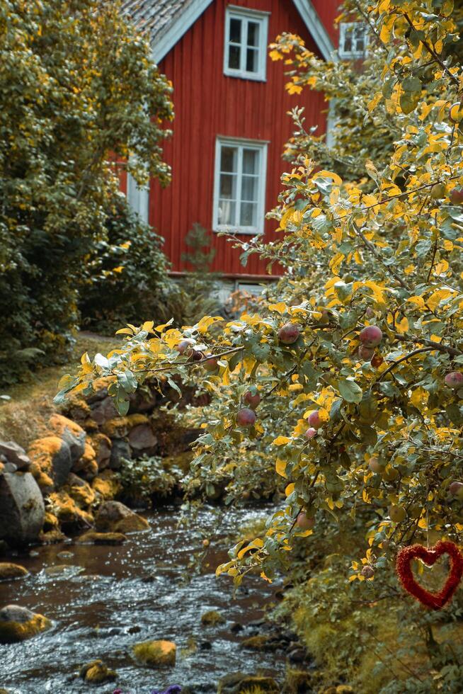 Apple tree with apples by a stream, in front of a red Swedish house with garden in autumn photo