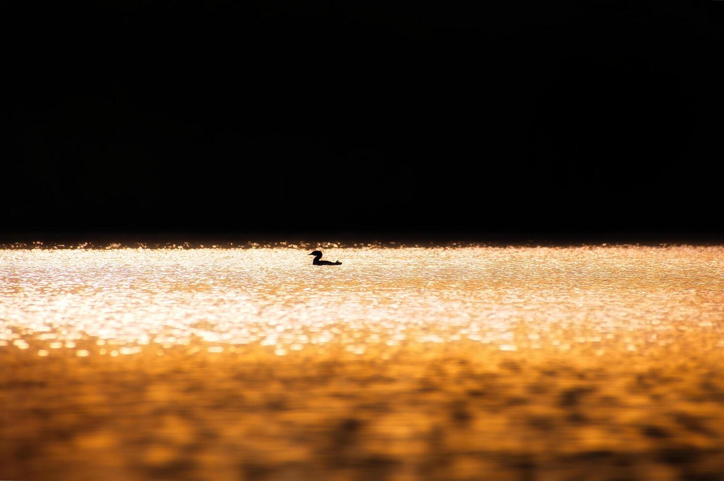 A miniature silhouette of a magnificent grebe bird in the glittering waters of a lake photo