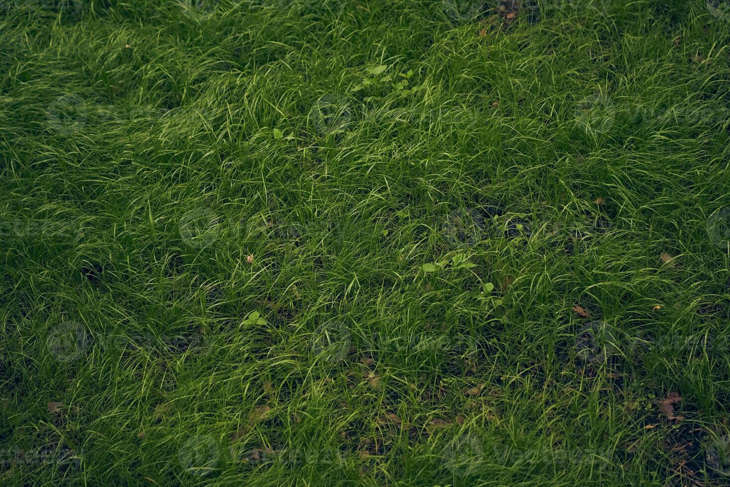 Top view of a patch of green fluffy grass with a copy space. Can be used as background, texture photo