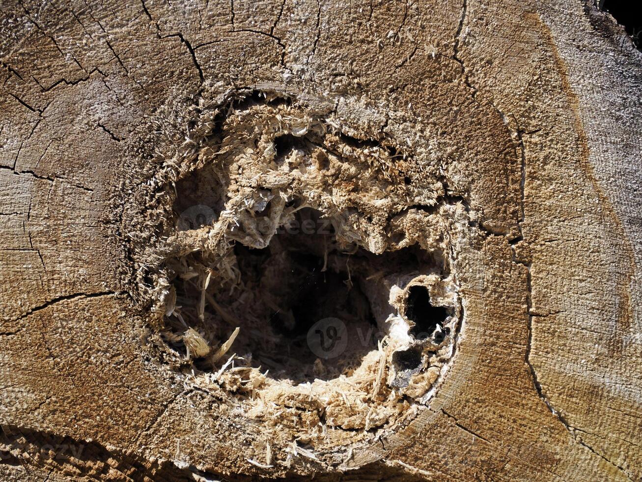 Ips typographus beetle pest in south tyrol italy , many red pines are dying detail of cutted trees eaten by the insects photo