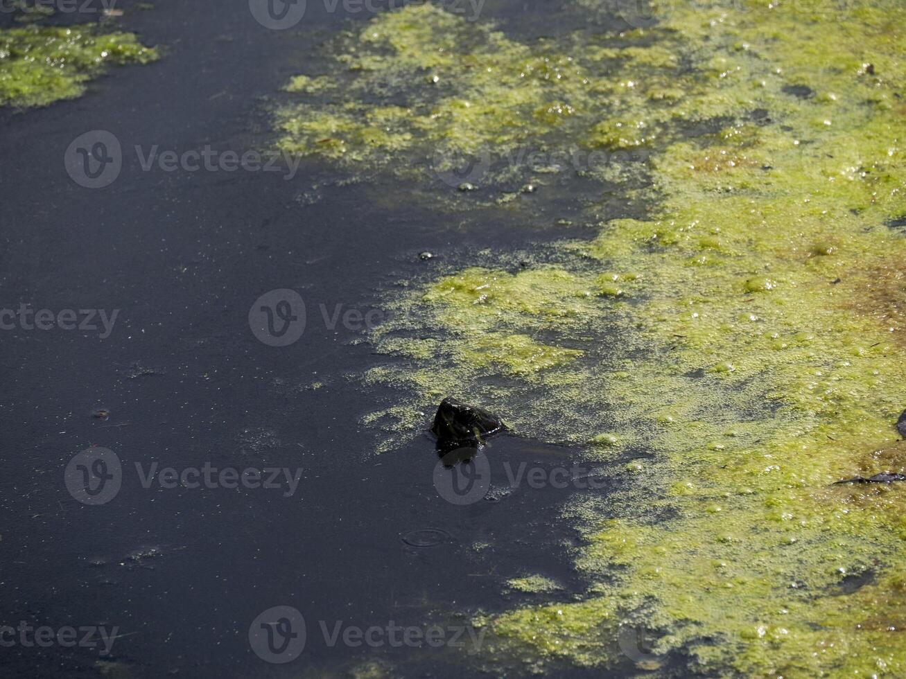 Turtle Trachemys scripta on pond photo