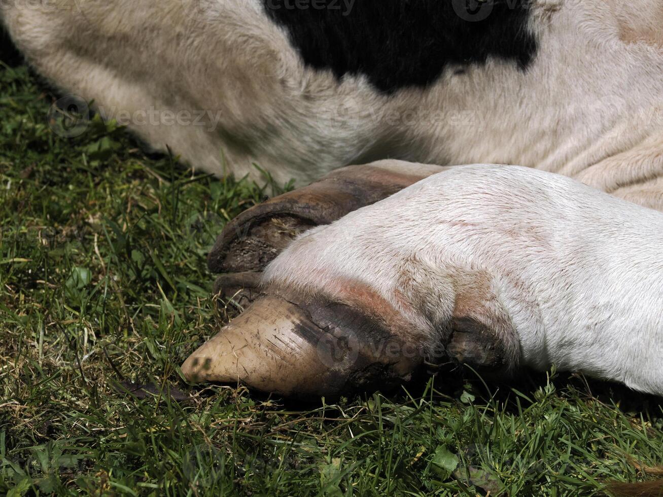 cow hoof detail in dolomites mountains photo