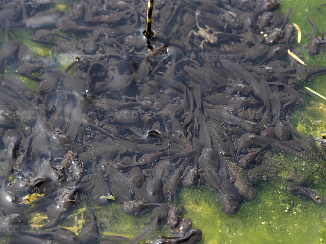 flock of frog tadpoles on the surface at the edge of the pond photo