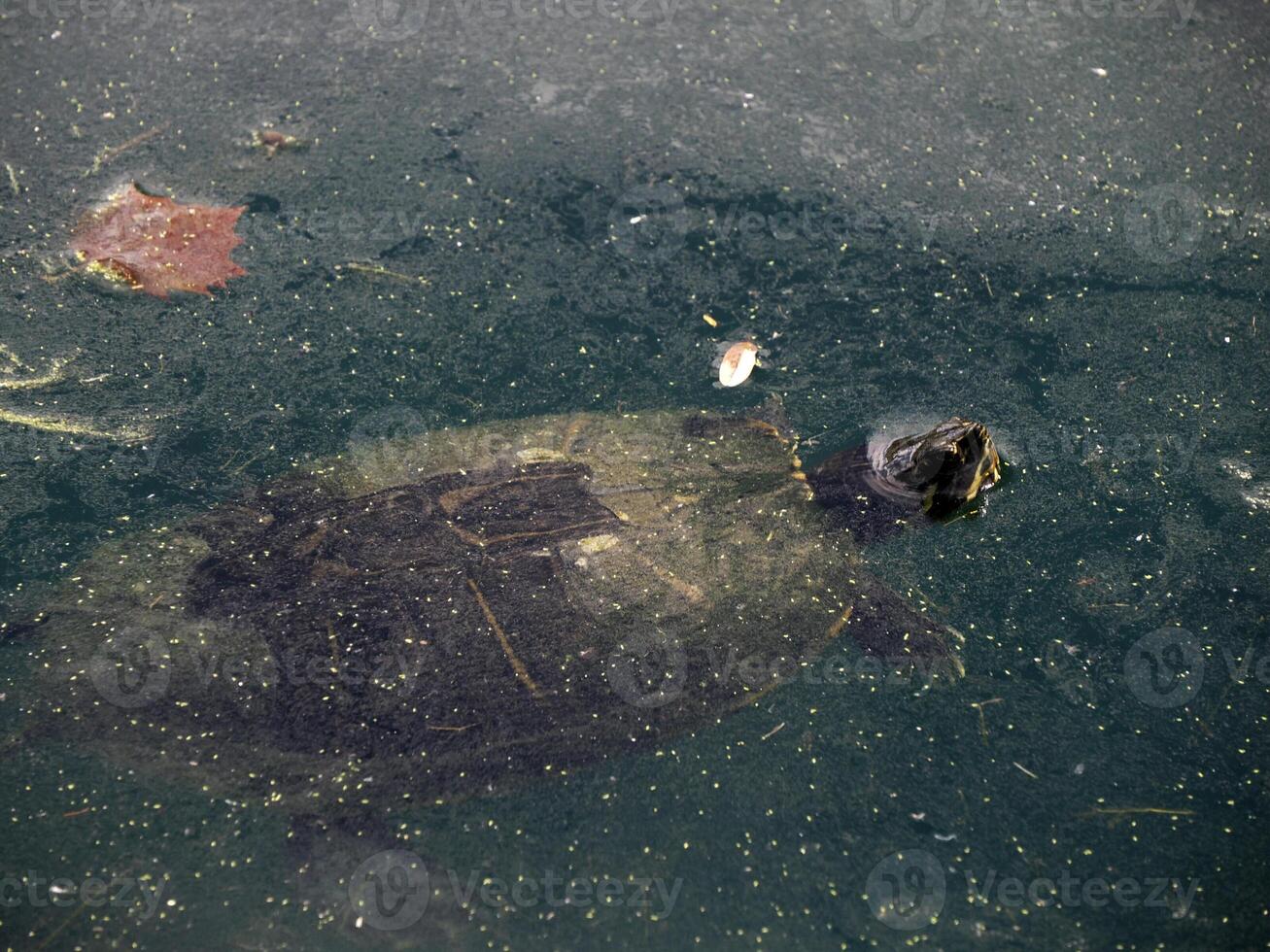 Turtle Trachemys scripta on pond photo