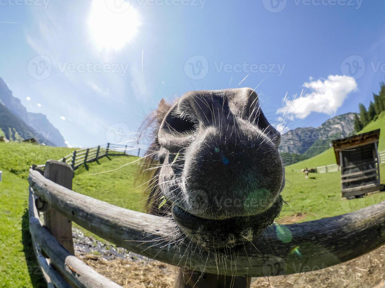 funny horse eating grass from human hand photo