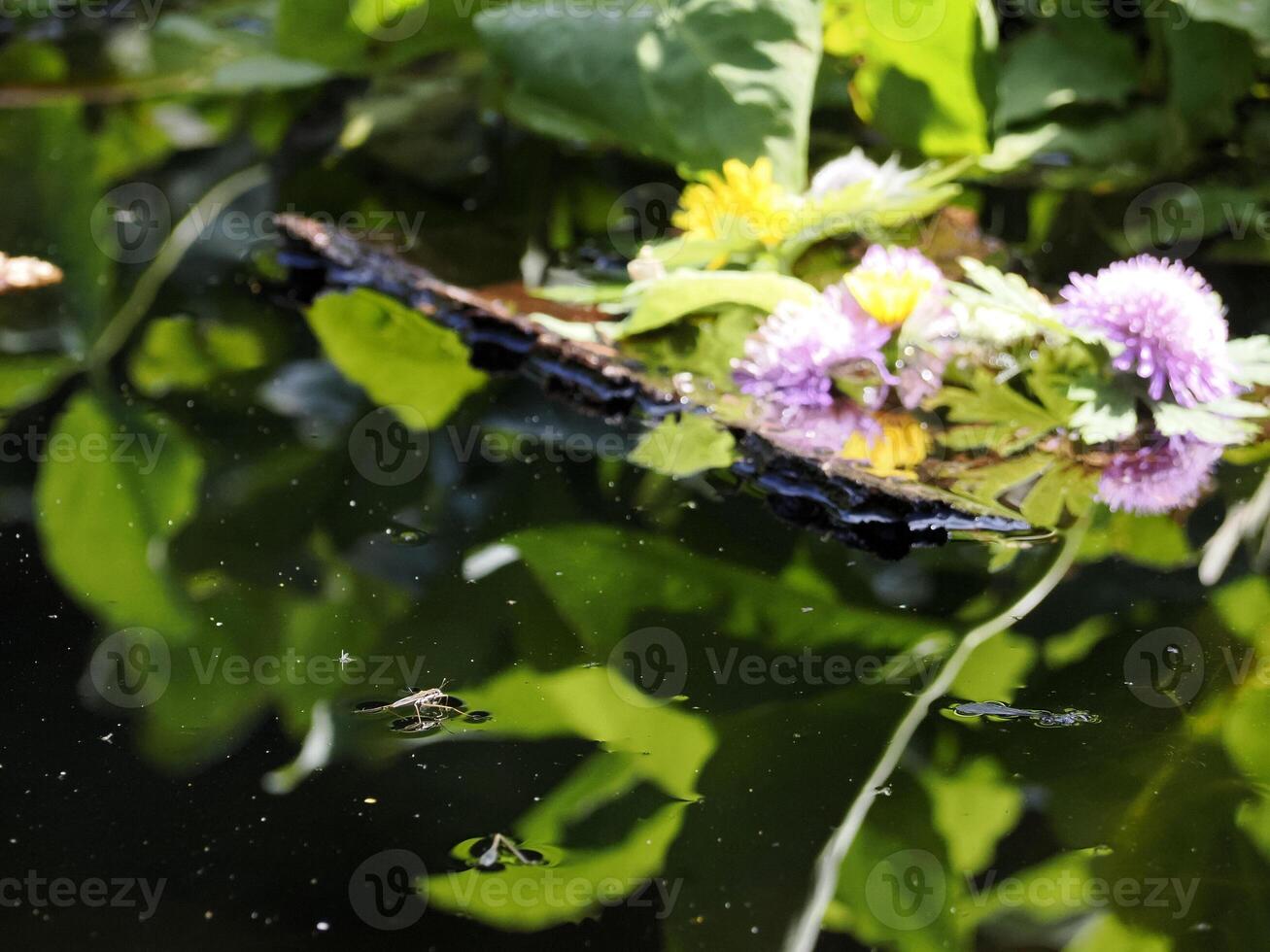 skater insect in a pond in dolomites photo