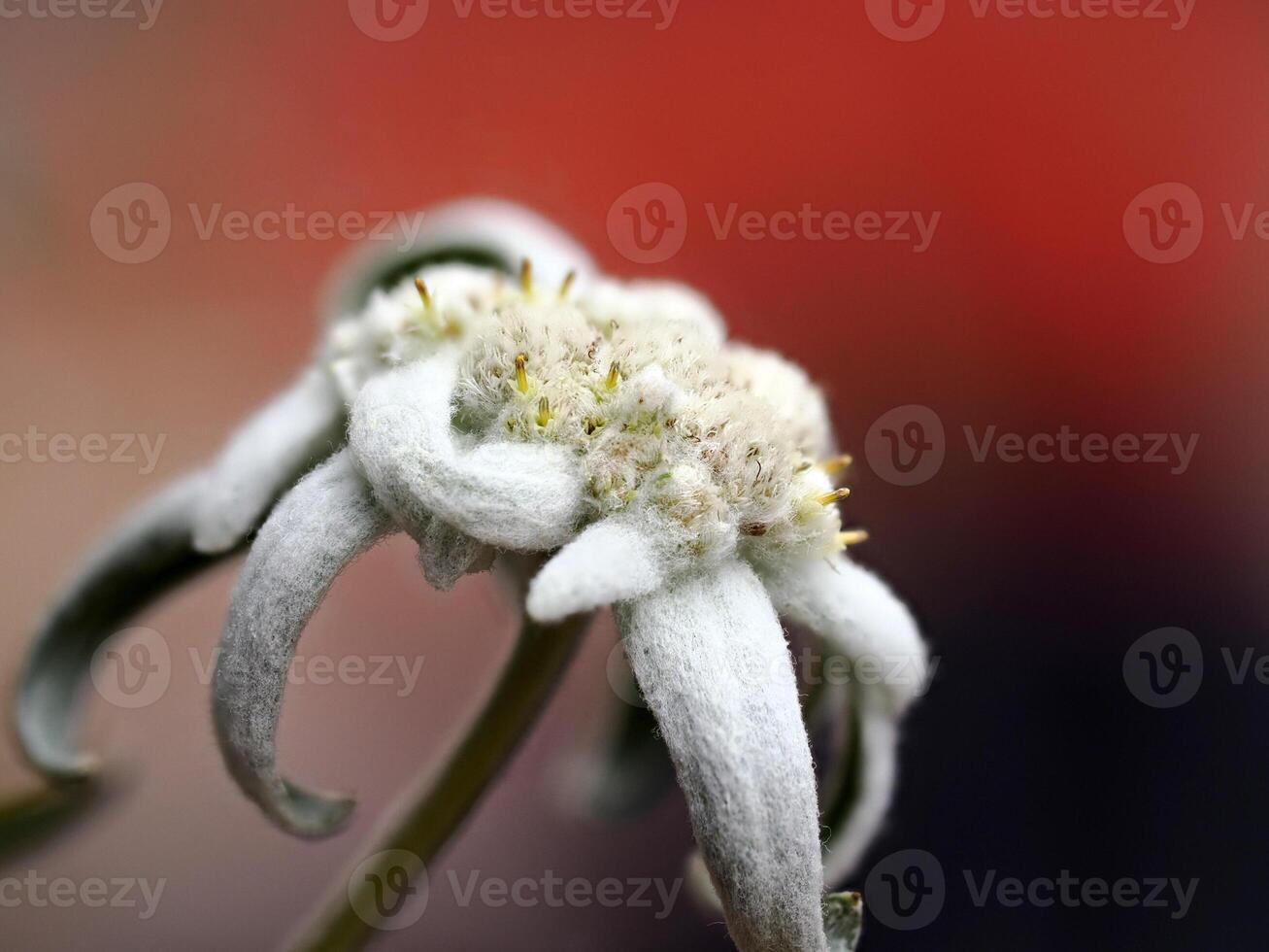 edelweiss alpine star flower in dolomites detail photo