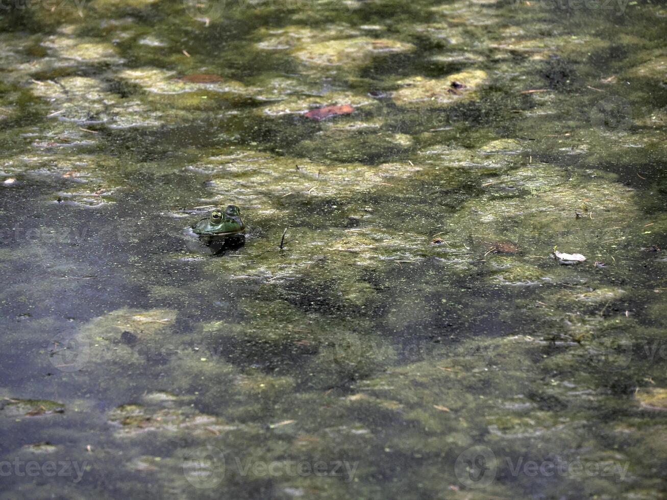 frog in a pond looks like a painting in Ohio, Usa photo