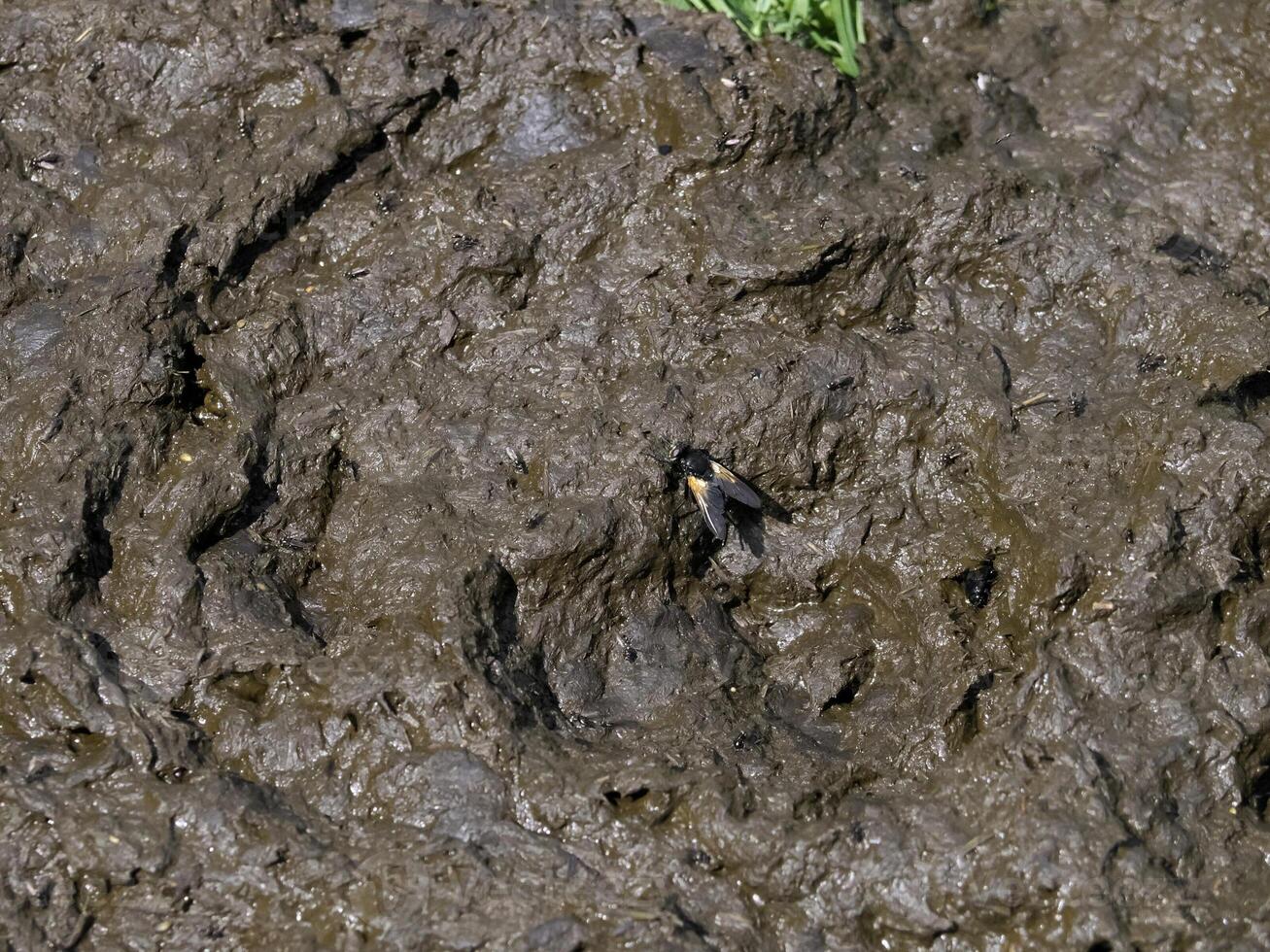 fly on cow dung detail in dolomites mountains photo