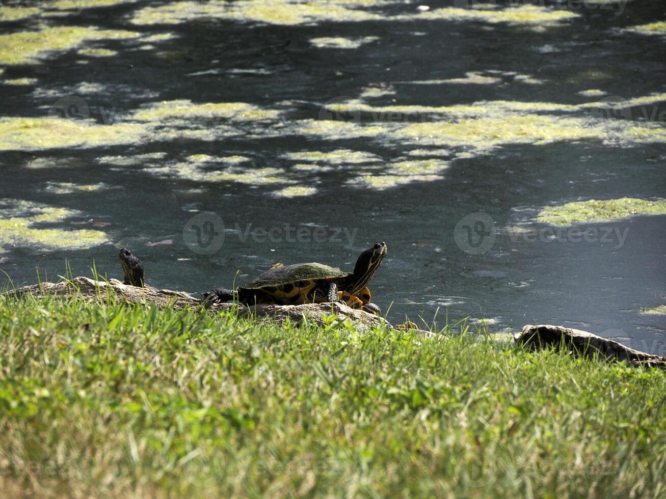 Turtle Trachemys scripta on pond photo