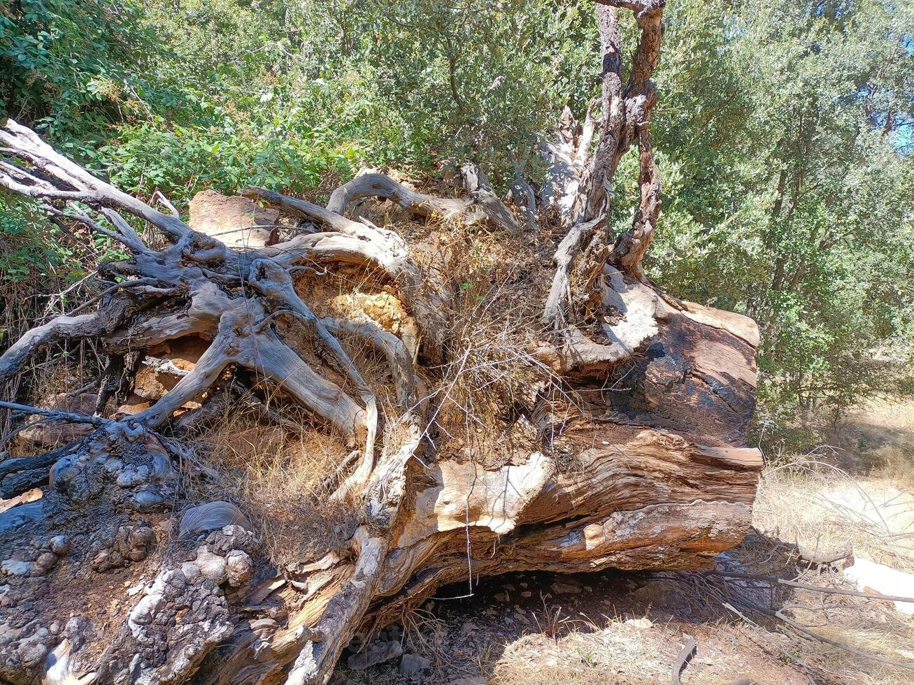 Large fallen tree showing exposed roots decaying in the forest photo